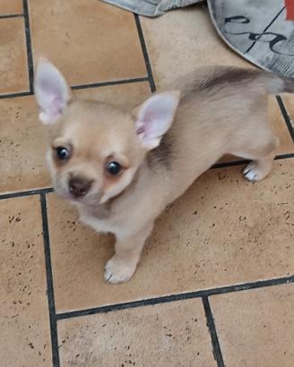 Cucciolo maschio chihuahua 