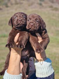 Cuccioli di Labrador - Campioni
