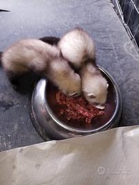 Disponibile furetti di due mesi