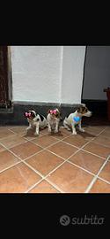 Jack russel