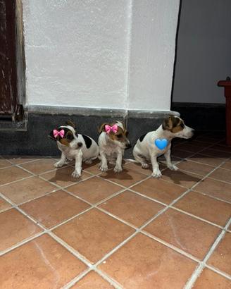 Jack russel
