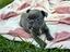 Immagine 1