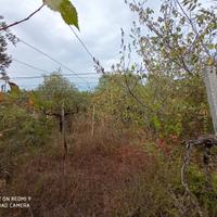 Terreno con vigna e ulivi
