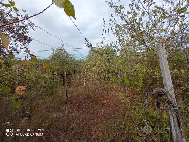 Terreno con vigna e ulivi