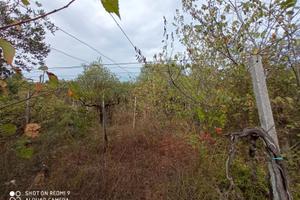 Terreno con vigna e ulivi