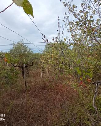 Terreno con vigna e ulivi