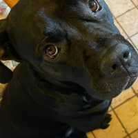 Cane corso in adozione