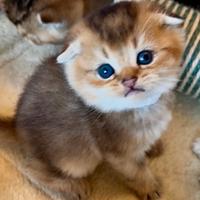 Cuccioli di Scottish Fold con pedigree
