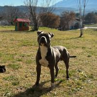 Pitbull Blue nose