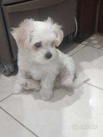 Maltese toy