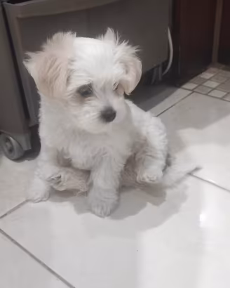 Maltese toy