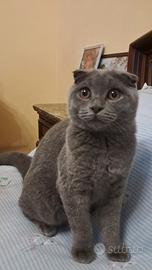 gattino scottish fold