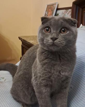 gattino scottish fold