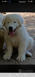 pastore abruzzese maremmano 
