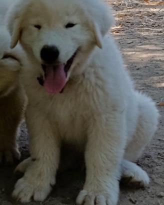 pastore abruzzese maremmano 