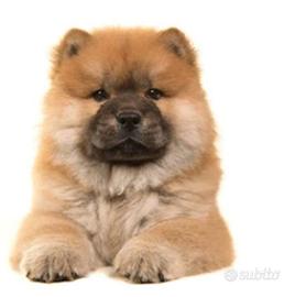 Cuccioli di chow chow