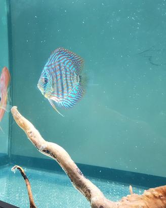 acquario 