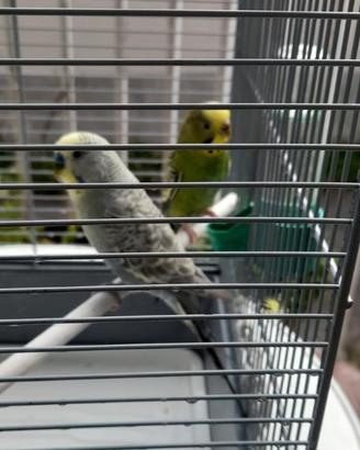 Uccelli che cantano