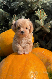 Splendidi cuccioli di Maltipoo