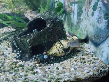 Piccoli Guppy