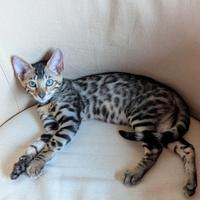 Cucciola di gatto Bengal, pedigree + WCF club