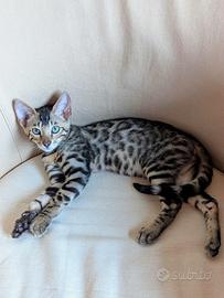 Cucciola di gatto Bengal, pedigree + WCF club