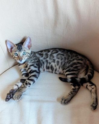 Cucciola di gatto Bengal, pedigree + WCF club