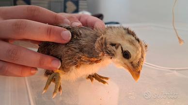Pulcini, galline, galli ARAUCANA