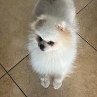 Pomerania bianco