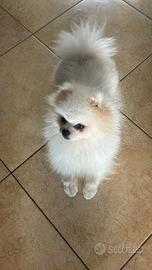Pomerania bianco
