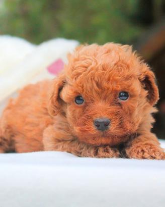 Cucciolo di Barboncino rosso