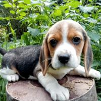 Beagle cuccioli