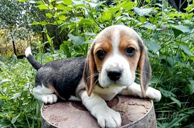 Beagle cuccioli