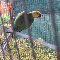 Parrocchetti dal collare