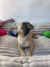 Bulldog Francese - M&F