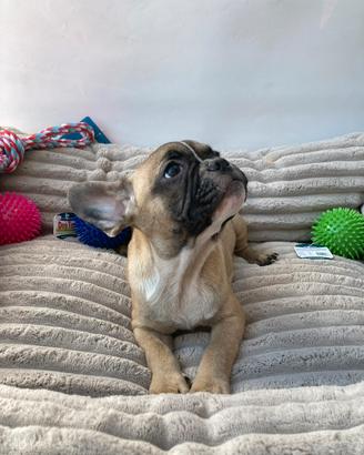 Bulldog Francese - M&F