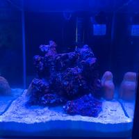 Allestimento acquario