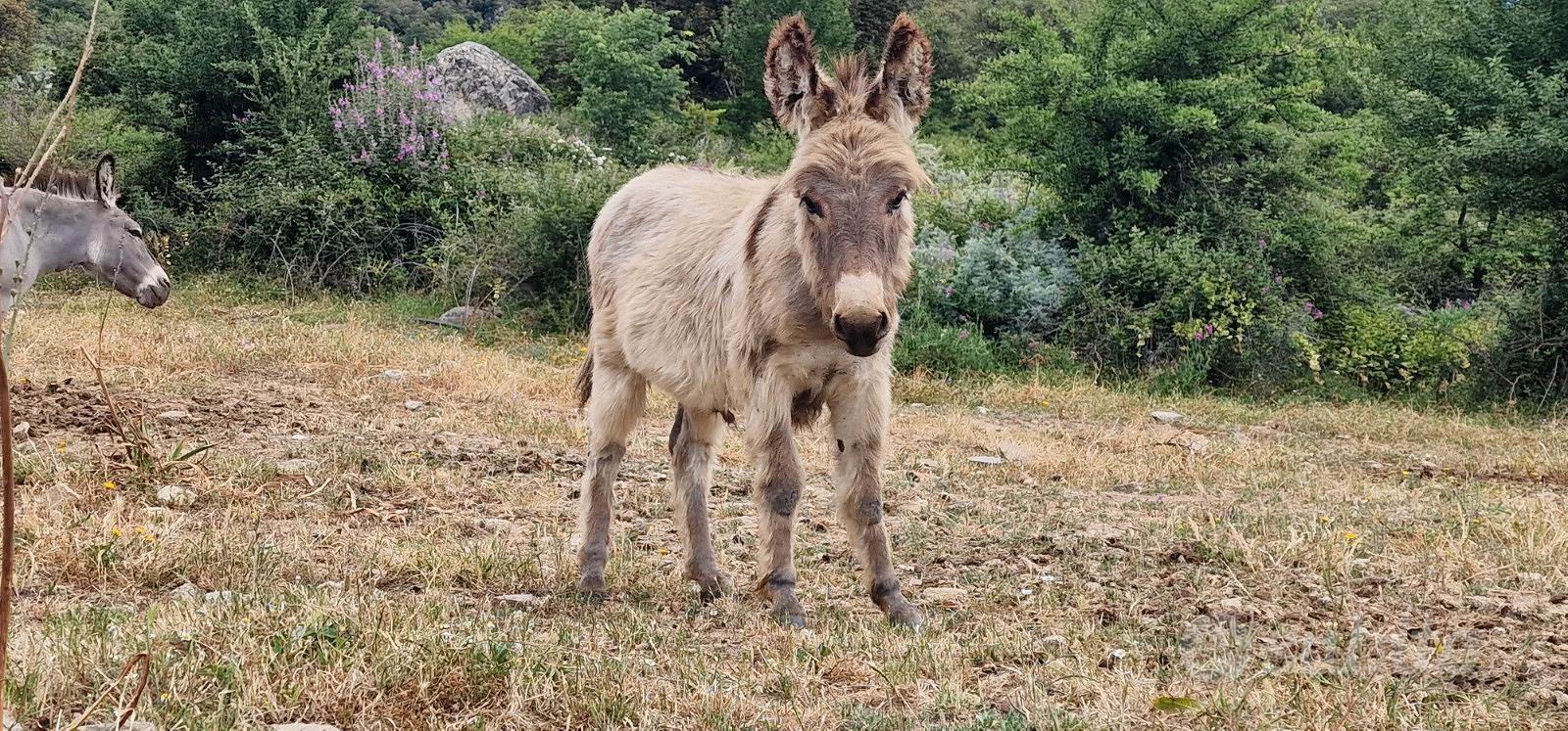 Asino Sardo Certificato - Animali In vendita a Nuoro