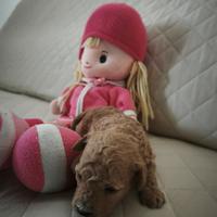 Cuccioli di Barboncino