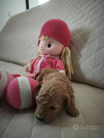 Cuccioli di Barboncino