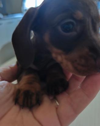 Cuccioli bassotto nano cioccolata con pedigree