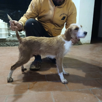 Segugio dell' Appennino