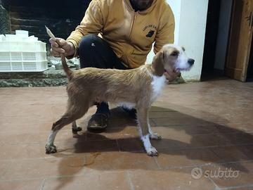 Segugio dell' Appennino