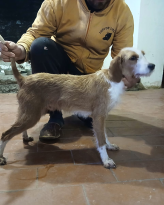 Segugio dell' Appennino