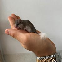 Cuccioli Minighiro africano