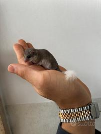 Cuccioli Minighiro africano