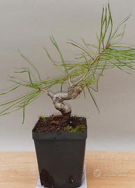 Bonsai mame di pino silvestre 3