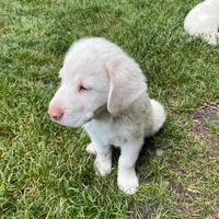 Cucciolo di Maremmano