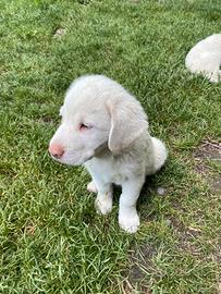 Cucciolo di Maremmano