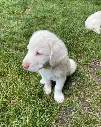 Cucciolo di Maremmano